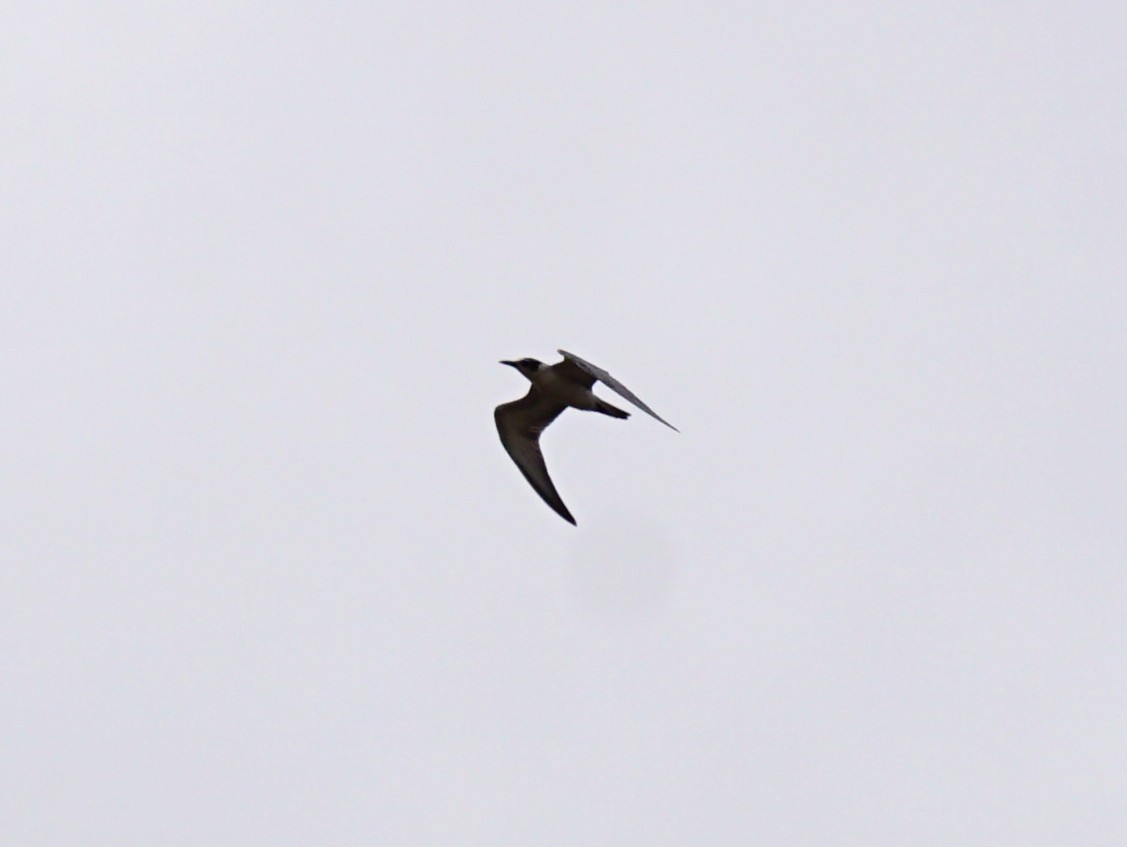 黑腹燕鷗 - ML642221619