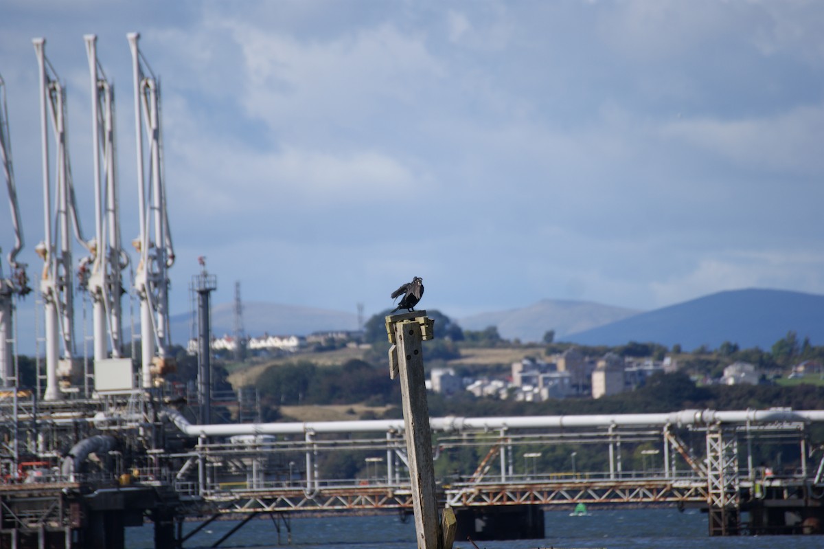Cormorano - ML642221623
