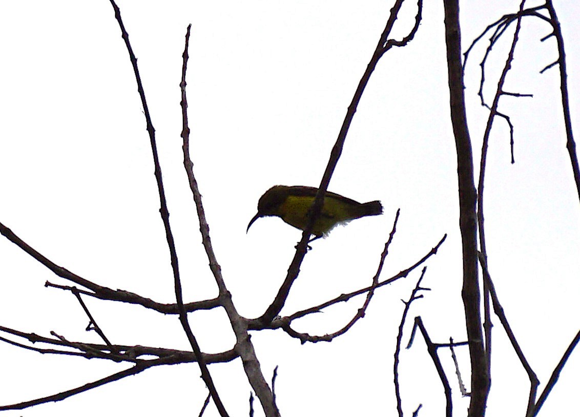 Ornate Sunbird - ML642221624
