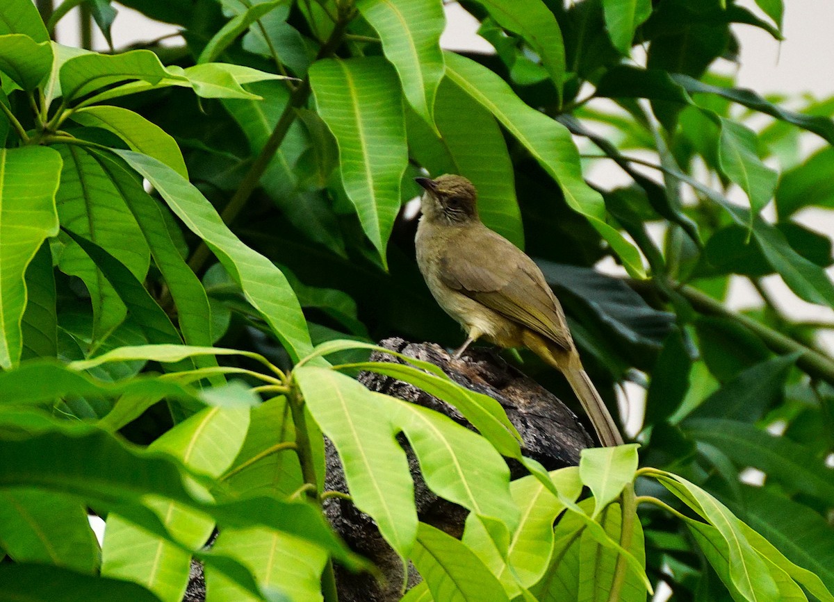 Bulbul de Conrad - ML642221646