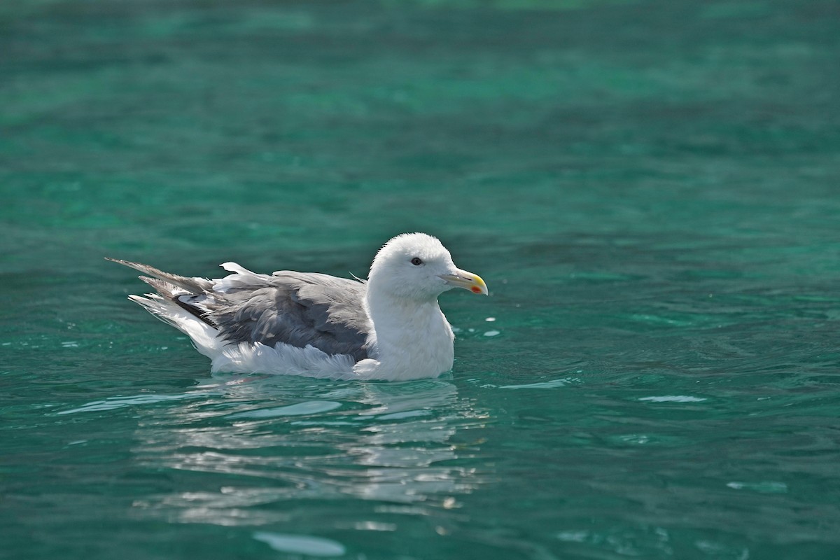 Slaty-backed Gull - ML642221656