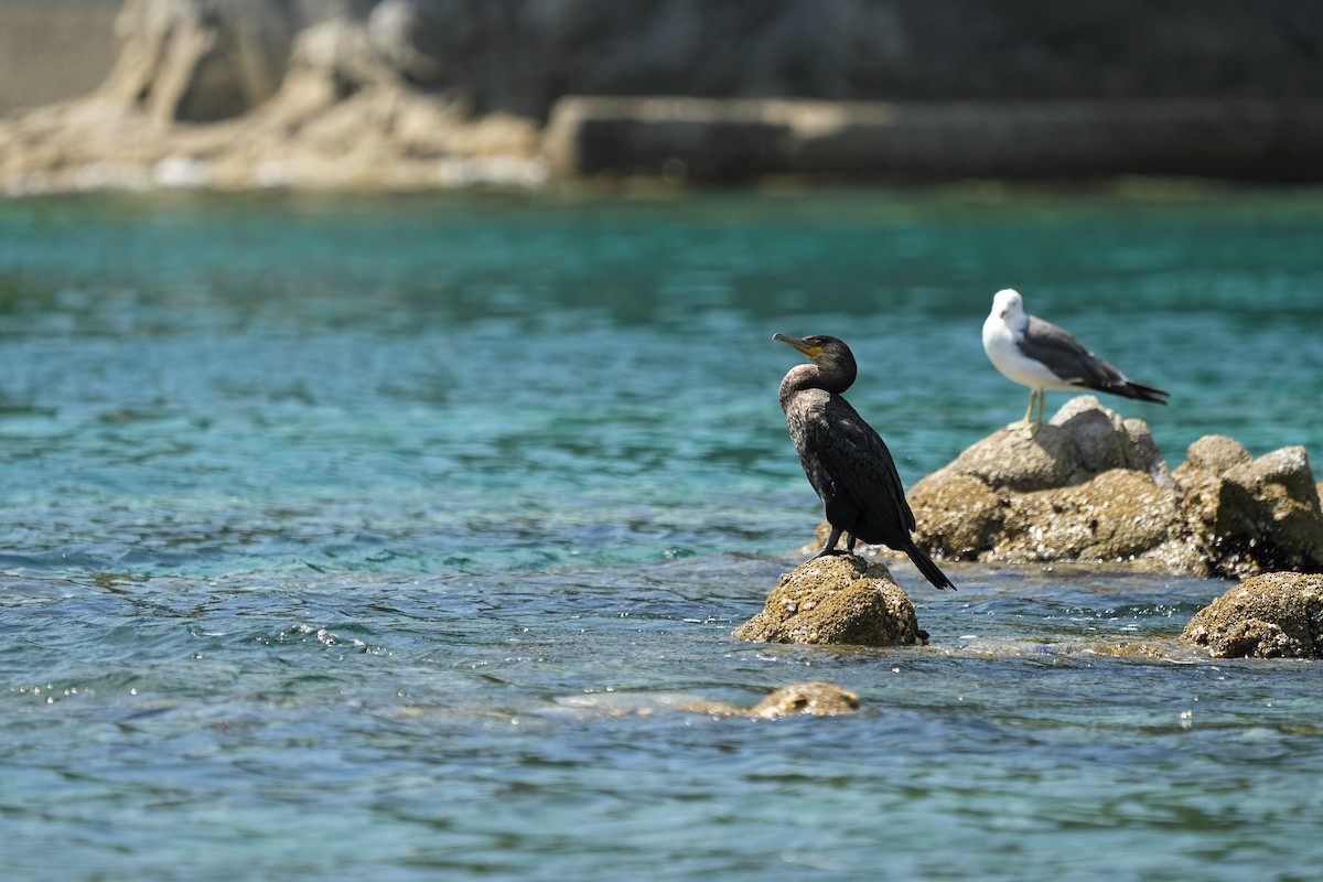 Japanese Cormorant - ML642221675