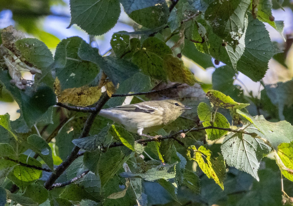 Paruline rayée - ML642221694