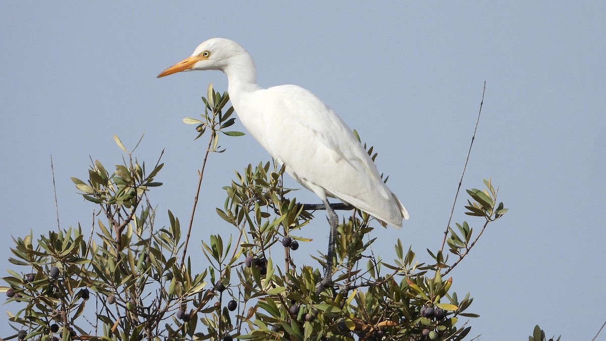 Western Cattle-Egret - ML642221711