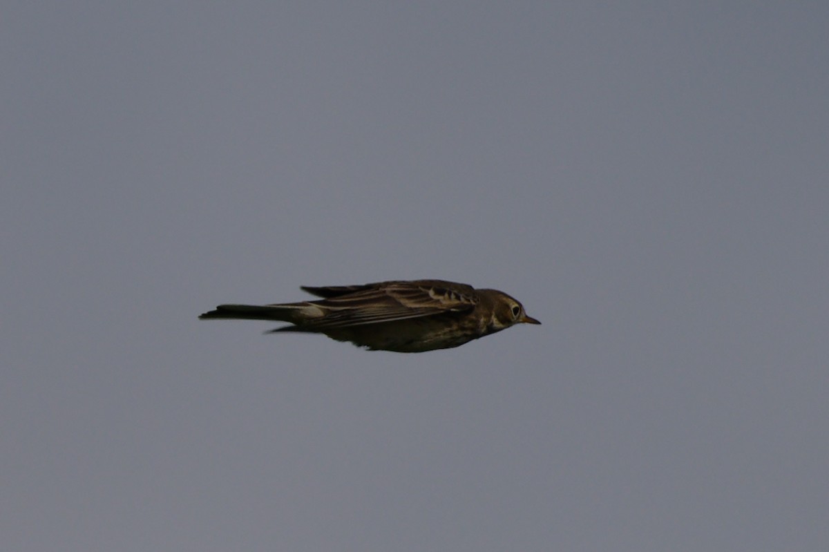 American Pipit - ML642221713