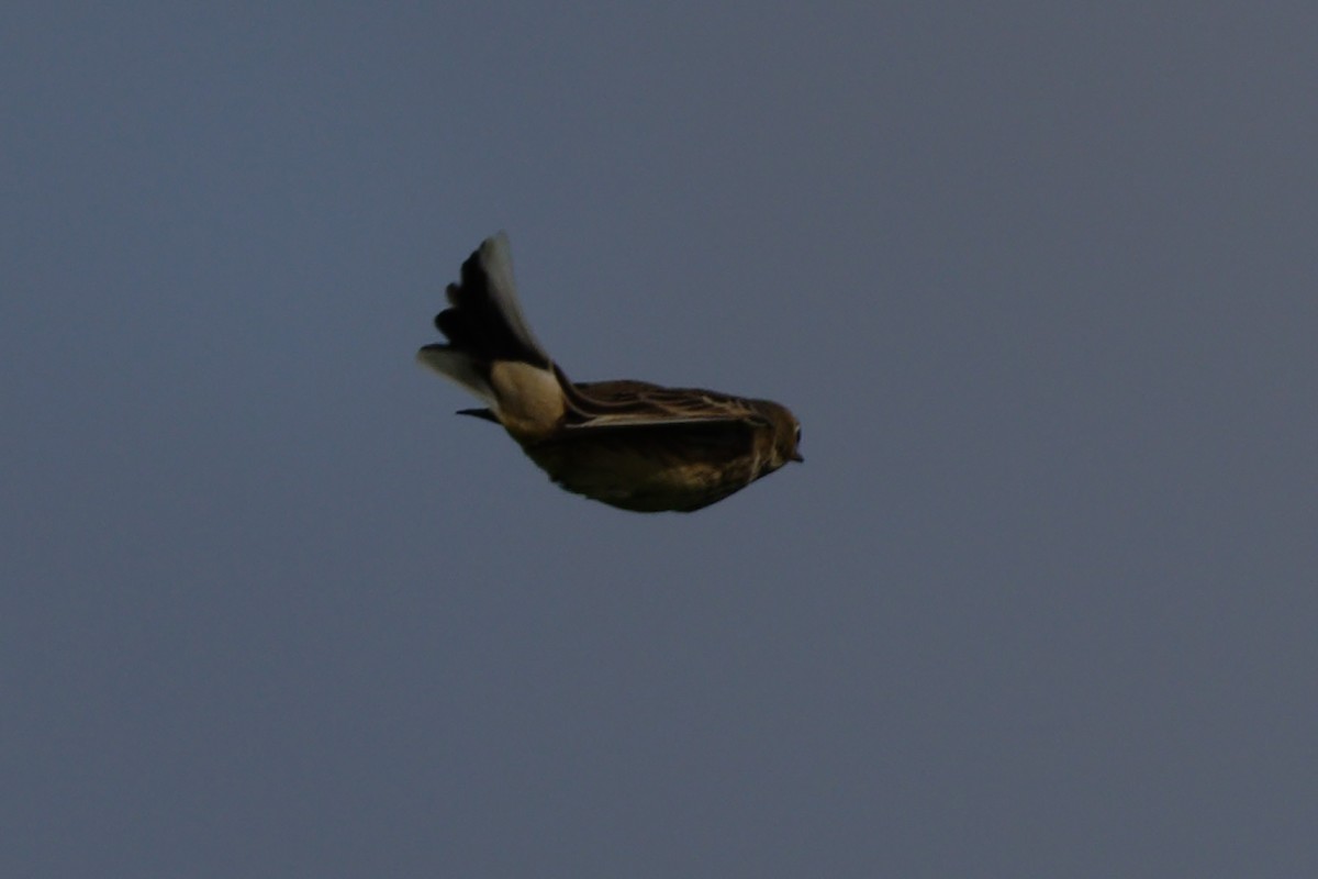 American Pipit - ML642221721