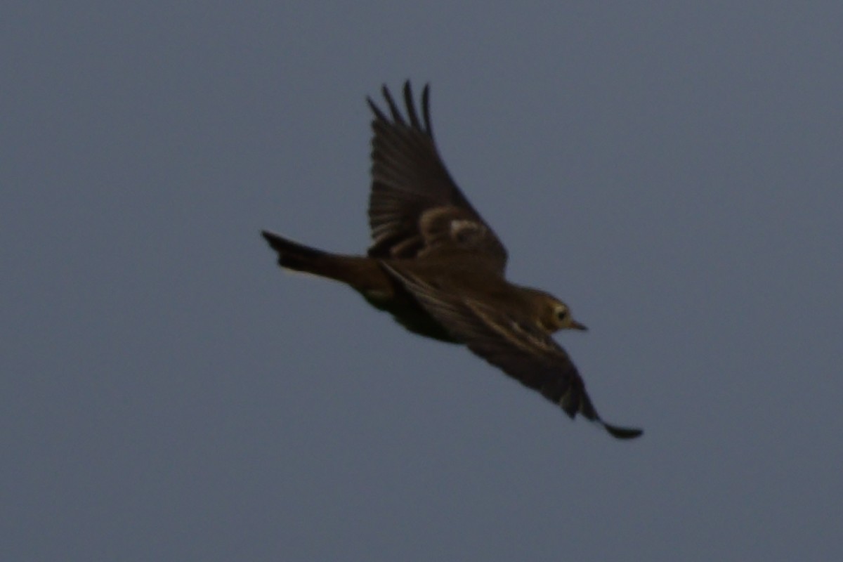 American Pipit - ML642221725