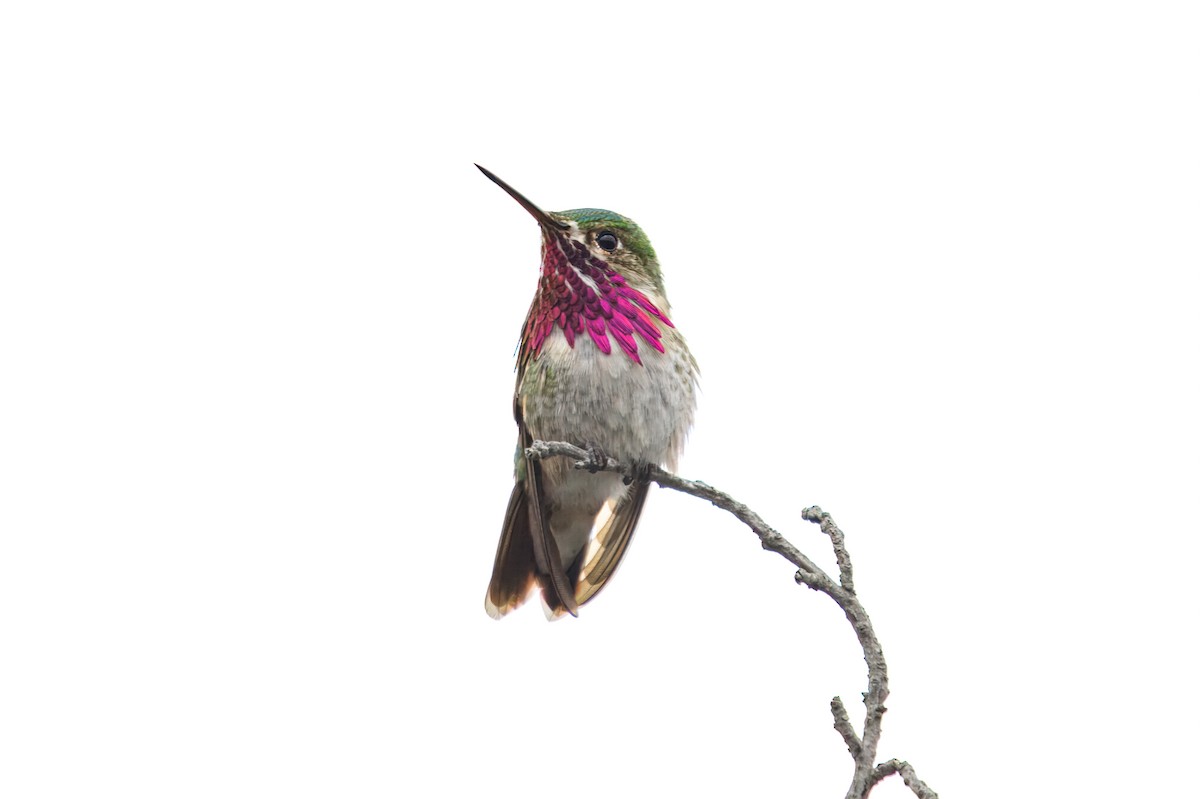 Calliope Hummingbird - ML642221735