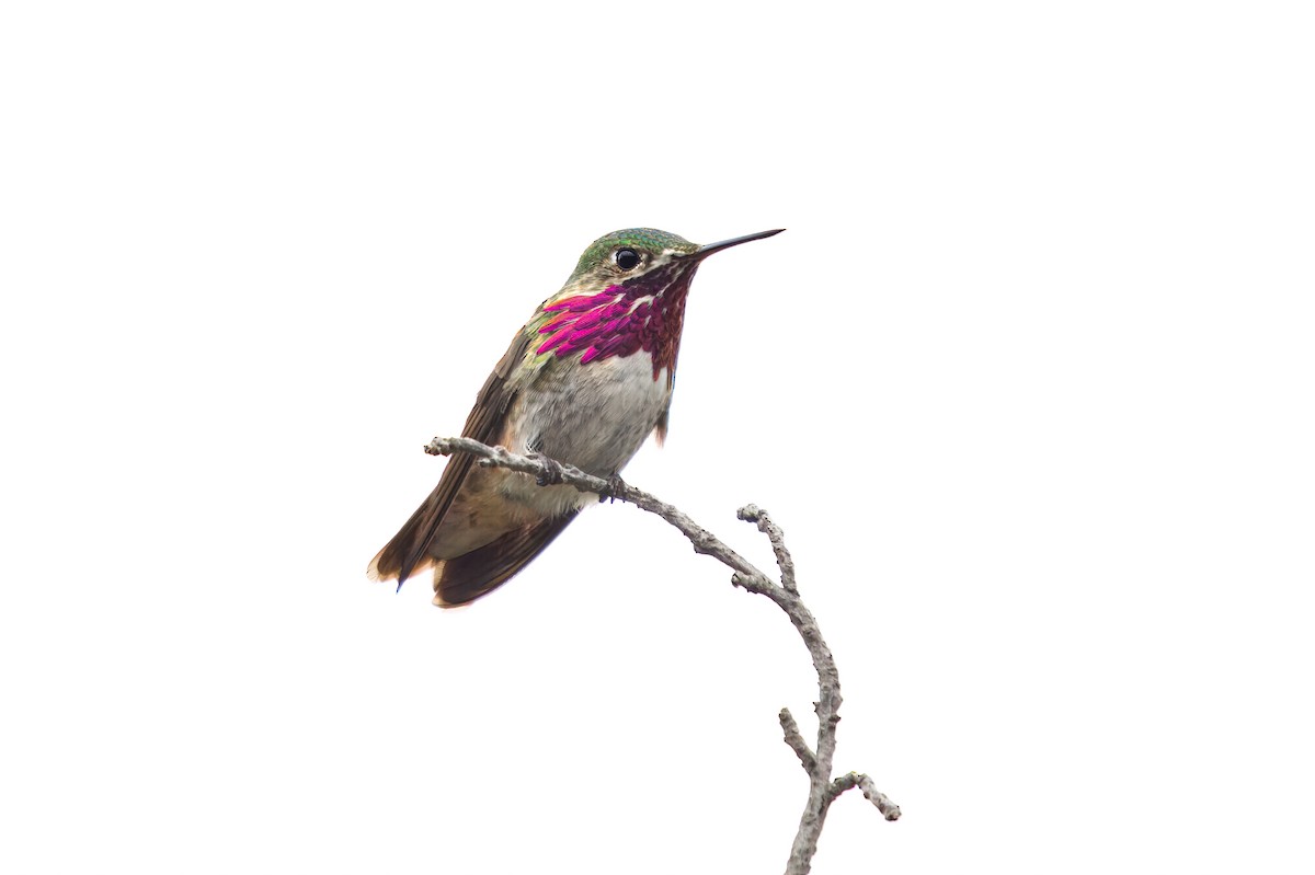 Calliope Hummingbird - ML642221736