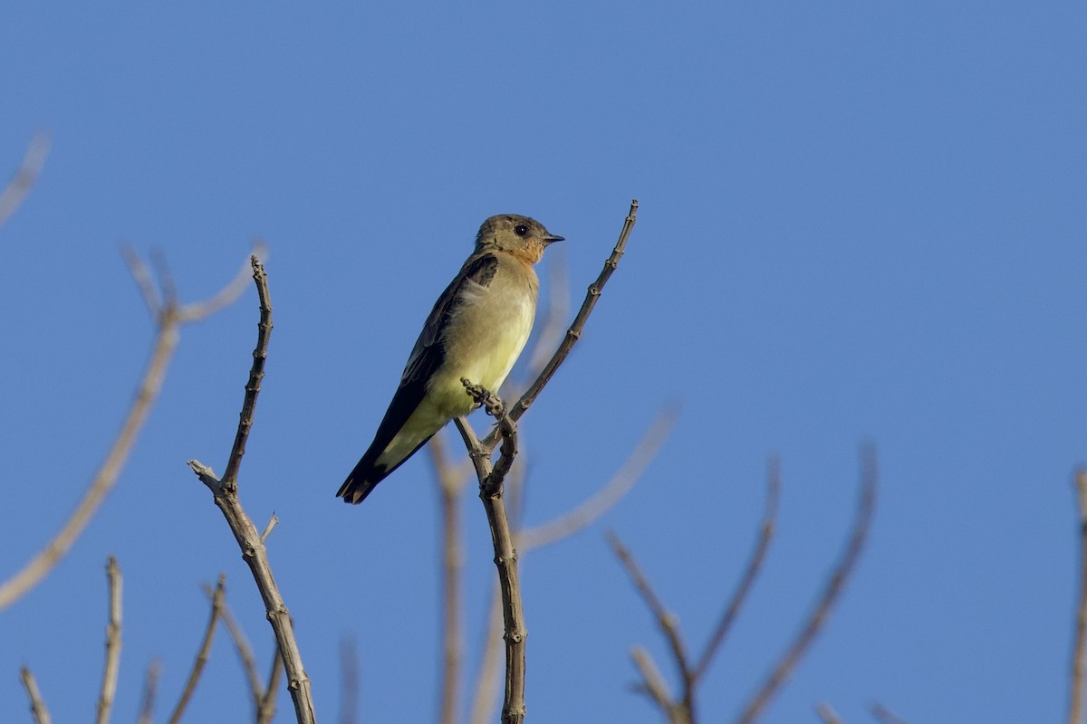 Southern Rough-winged Swallow - ML642221747
