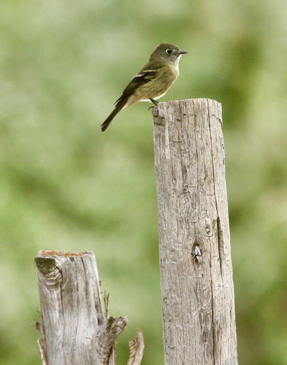 Hammond's Flycatcher - ML642221748