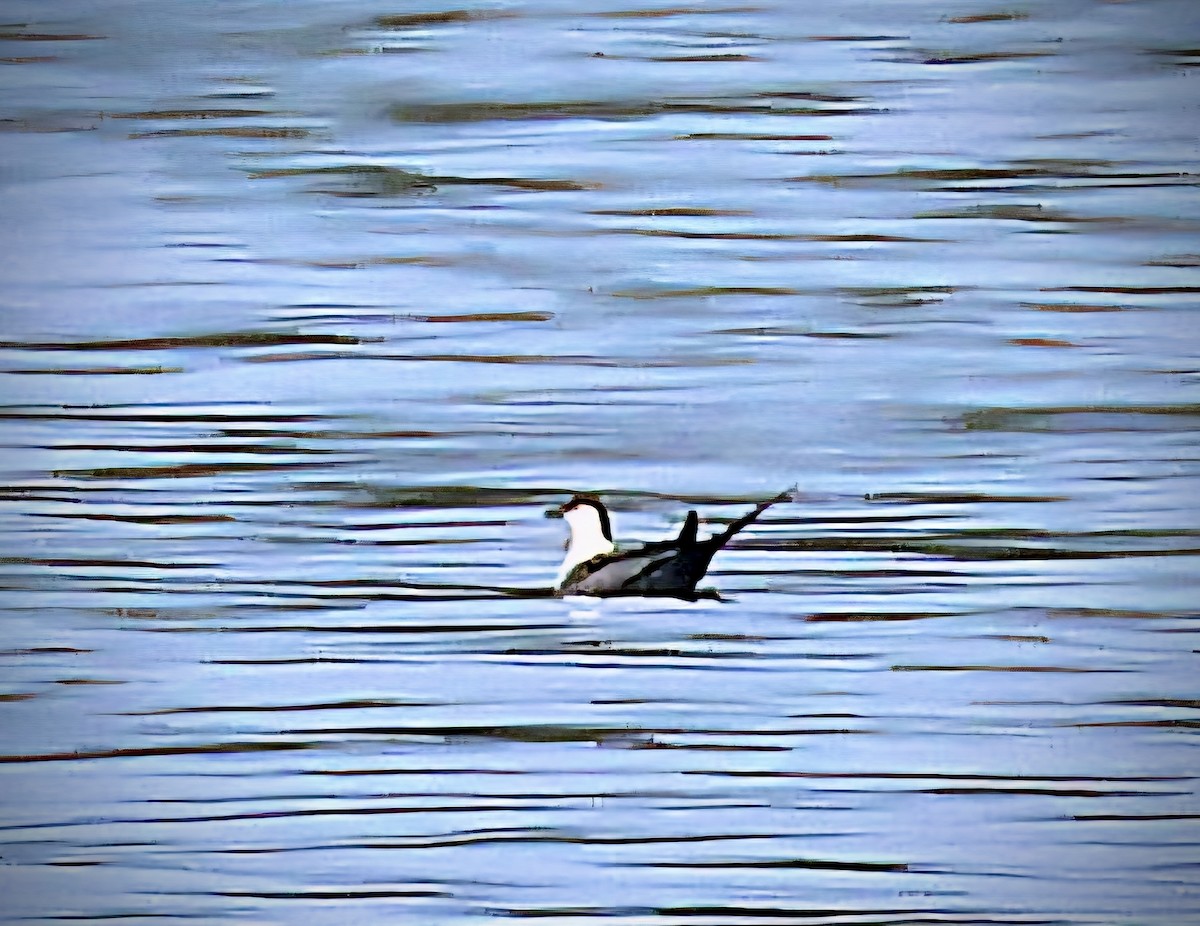 Long-tailed Jaeger - ML642221777