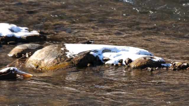 Japanese Wagtail - ML642221780