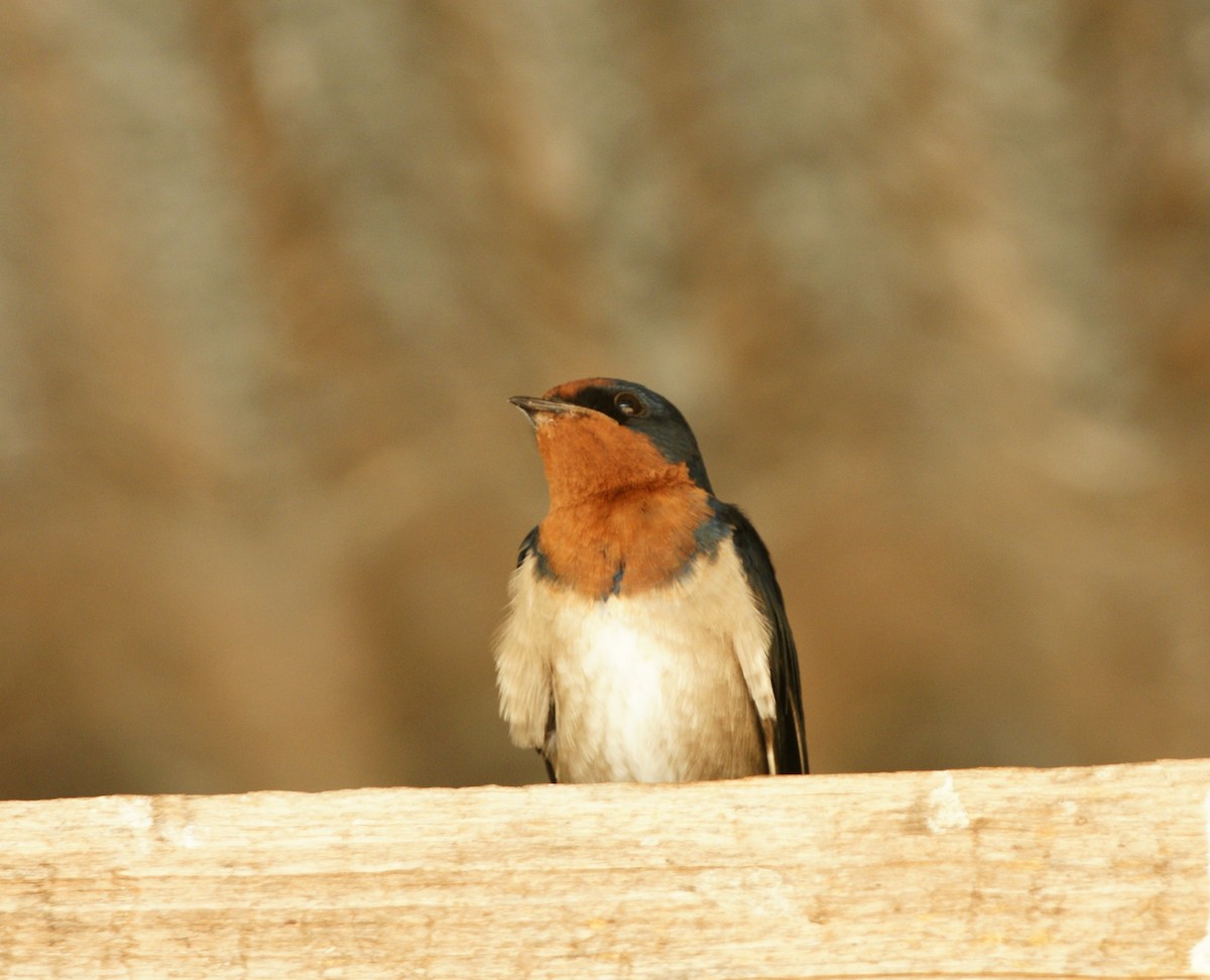 Angola Swallow - ML642221805