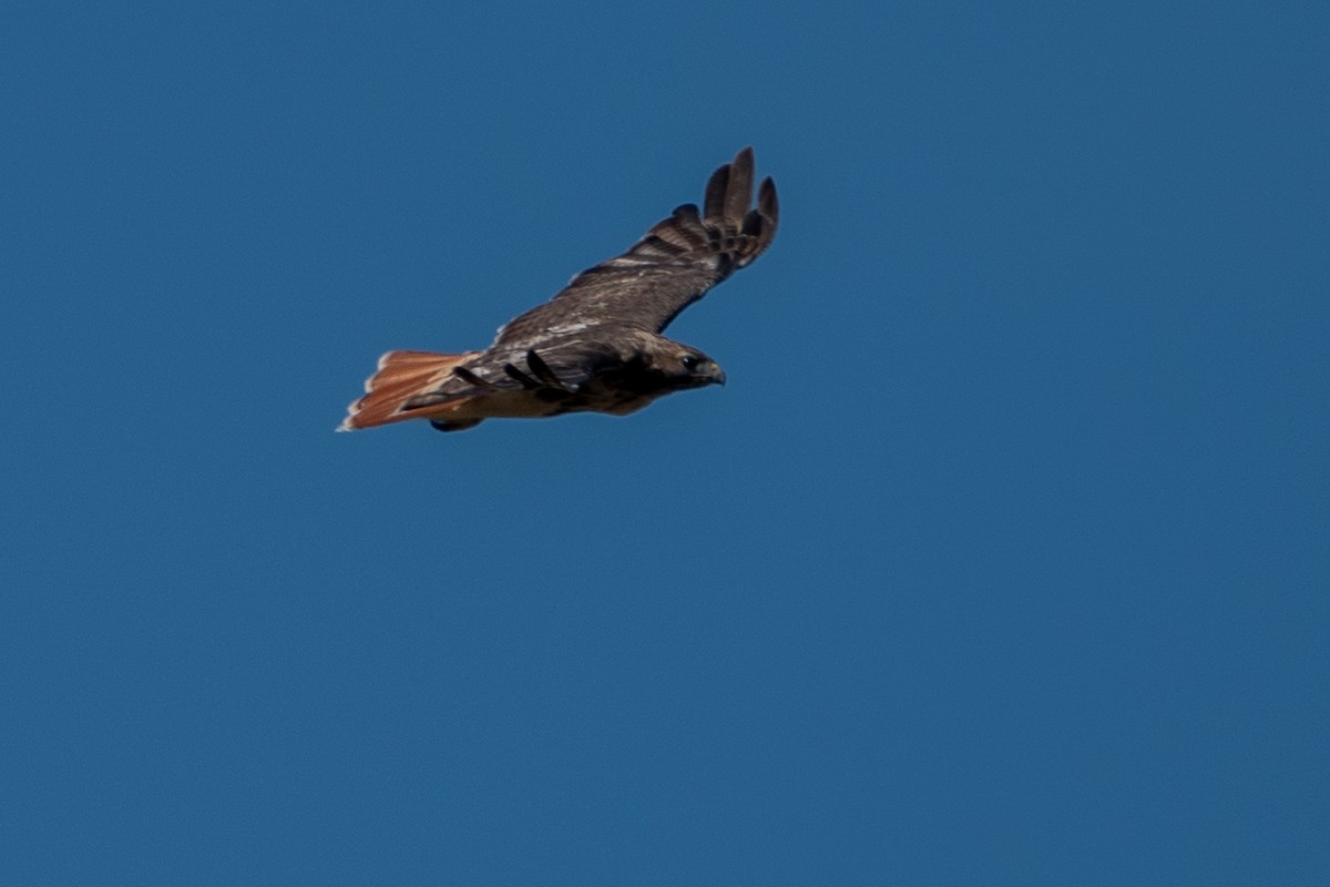 Red-tailed Hawk - ML642221811