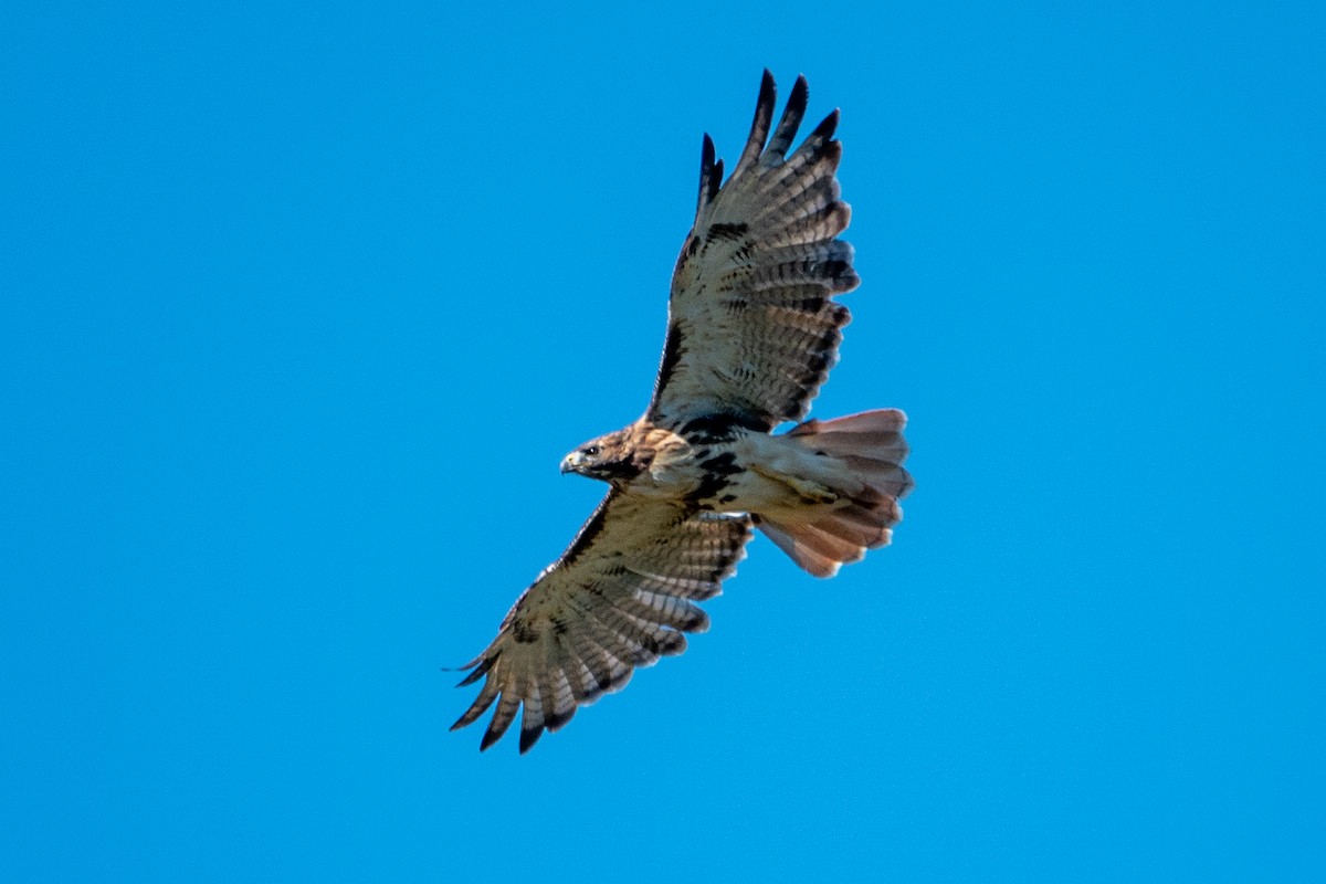 Red-tailed Hawk - ML642221812