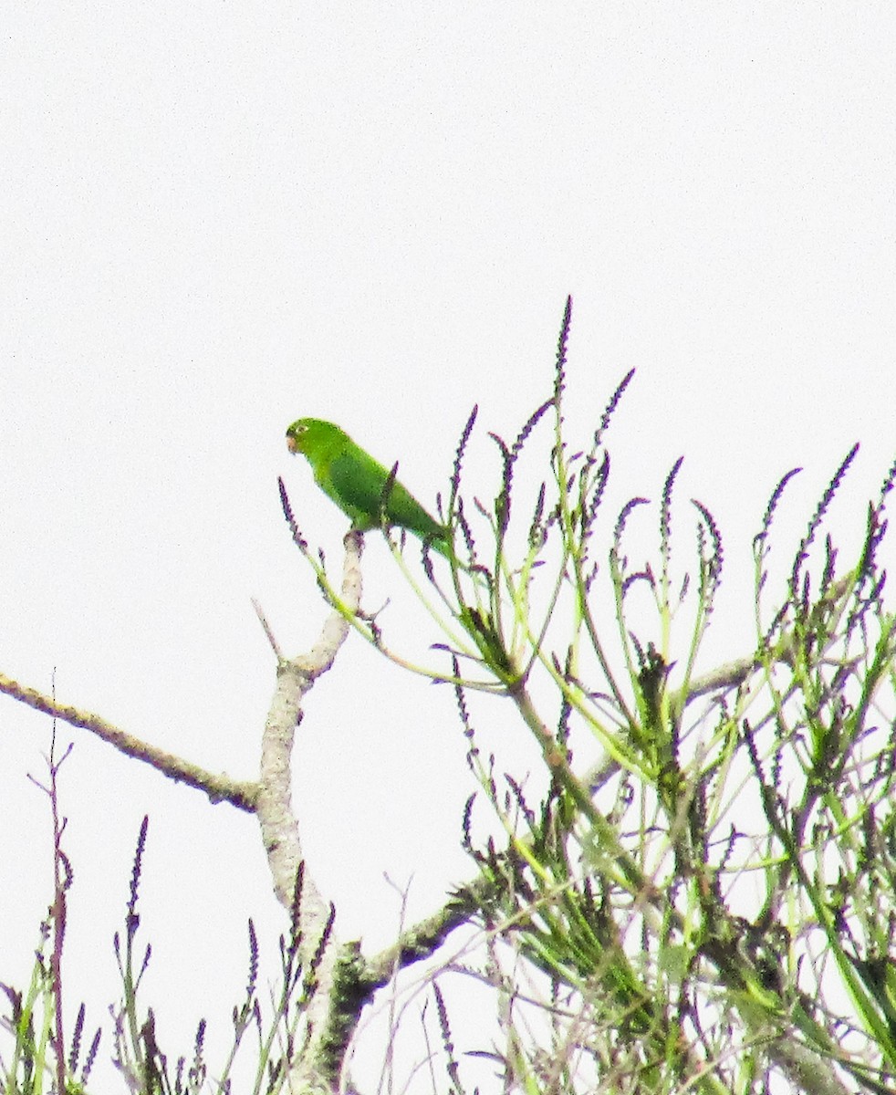 White-eyed Parakeet - ML642221825