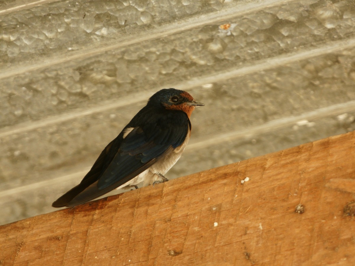 Angola Swallow - ML642221827