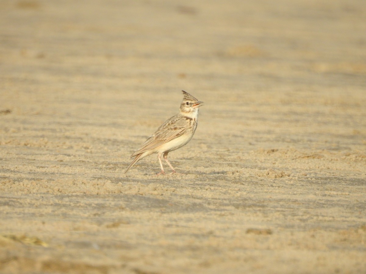 Crested Lark - ML642221830