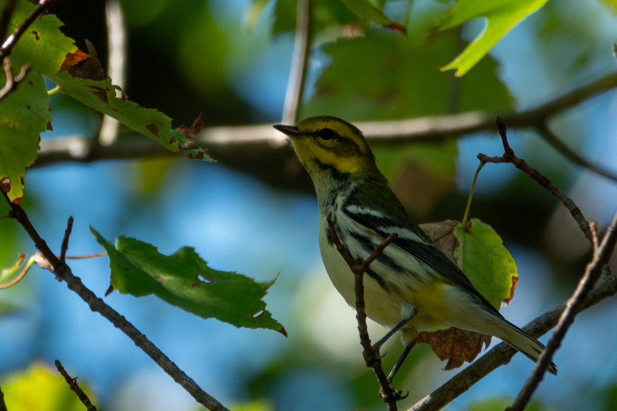Black-throated Green Warbler - ML642221832
