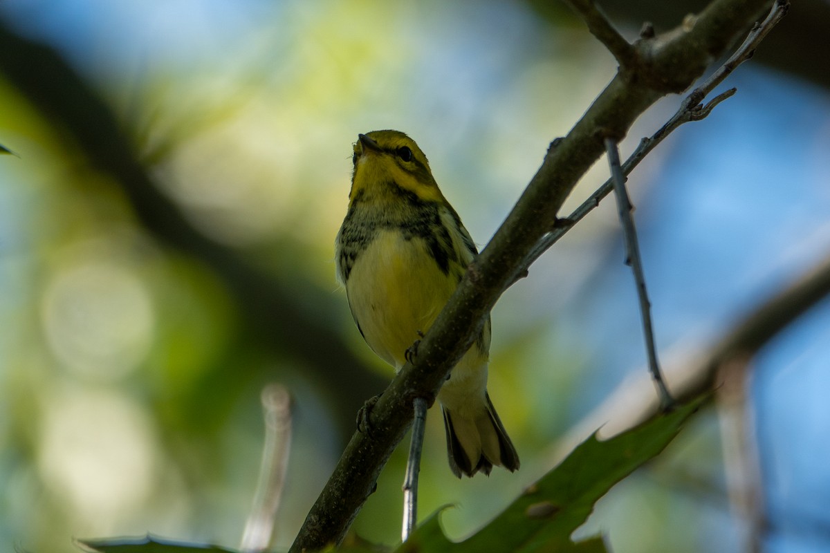 Black-throated Green Warbler - ML642221833