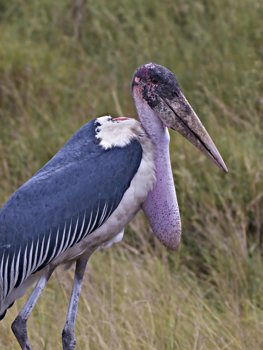 marabustork - ML642221842