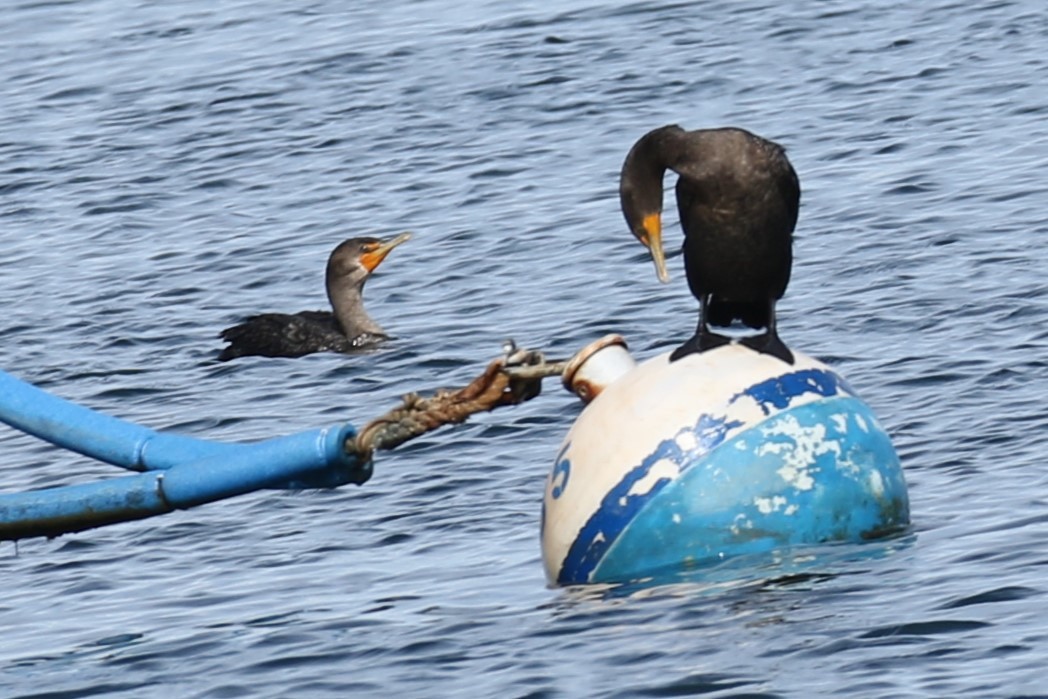 Double-crested Cormorant - ML642221843