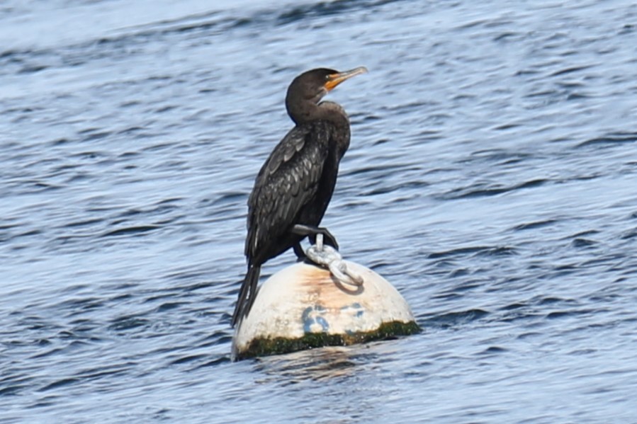 Double-crested Cormorant - ML642221848
