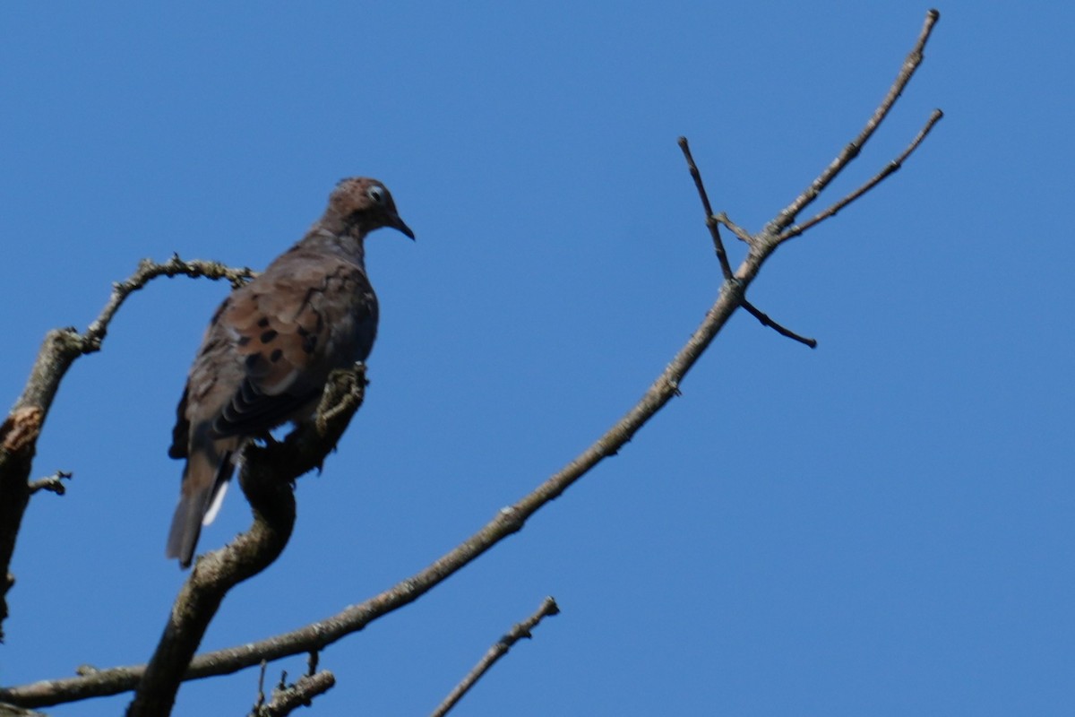 Mourning Dove - ML642221875