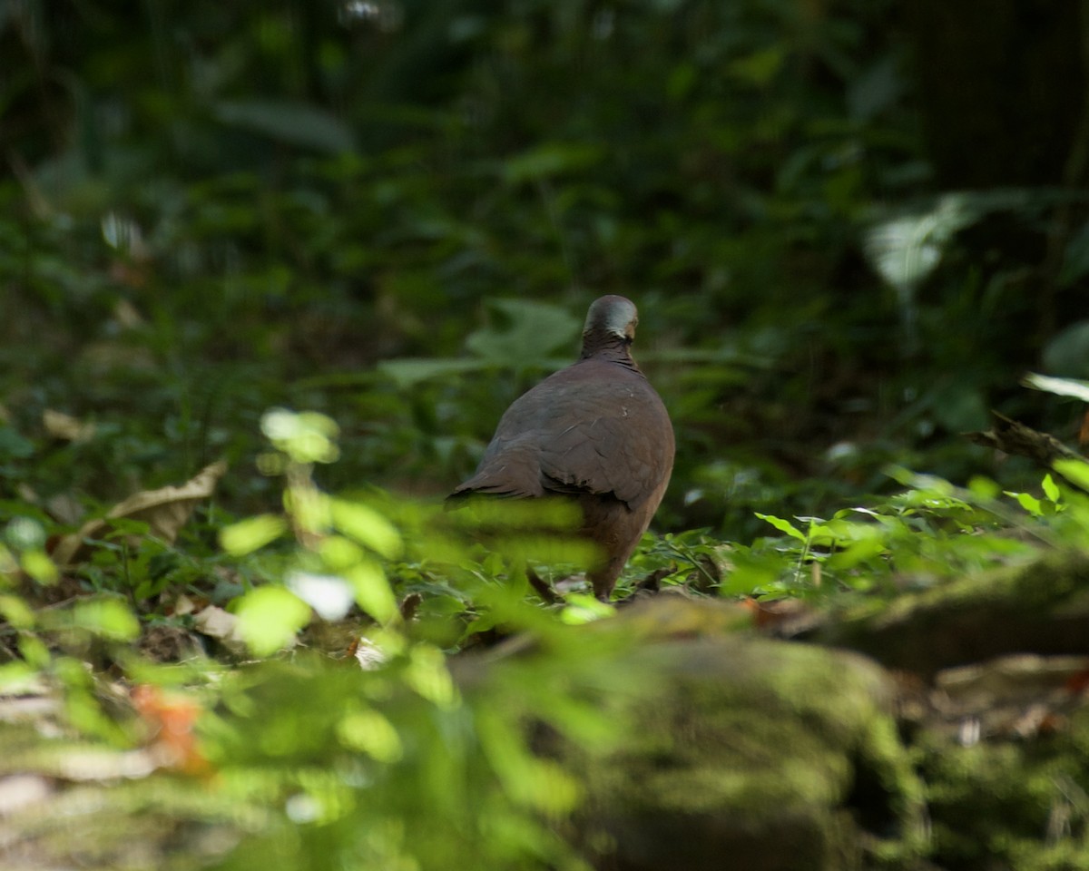 Lined Quail-Dove - ML642221980
