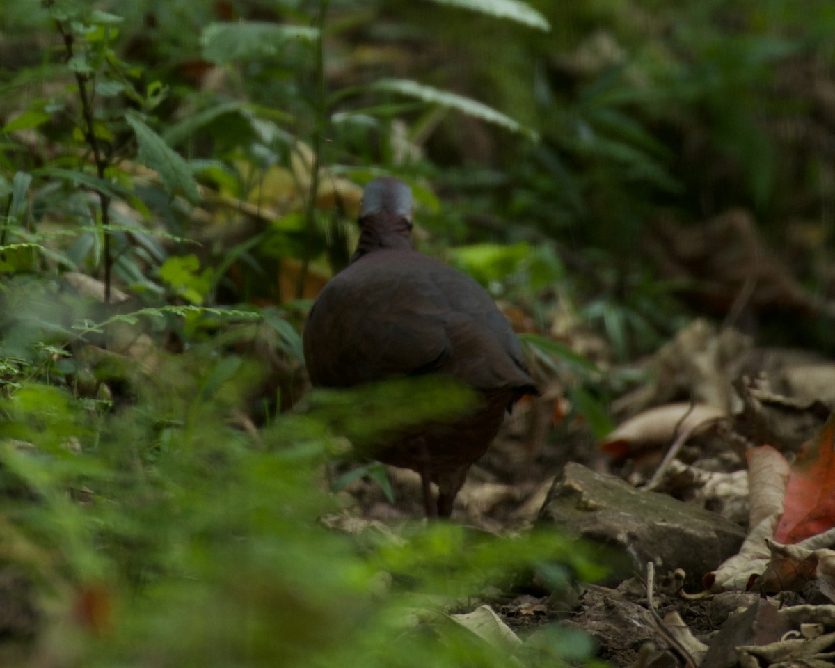 Lined Quail-Dove - ML642221981