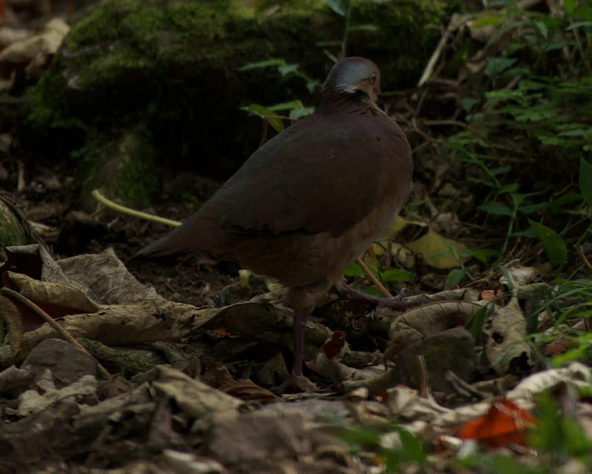 Lined Quail-Dove - ML642221982