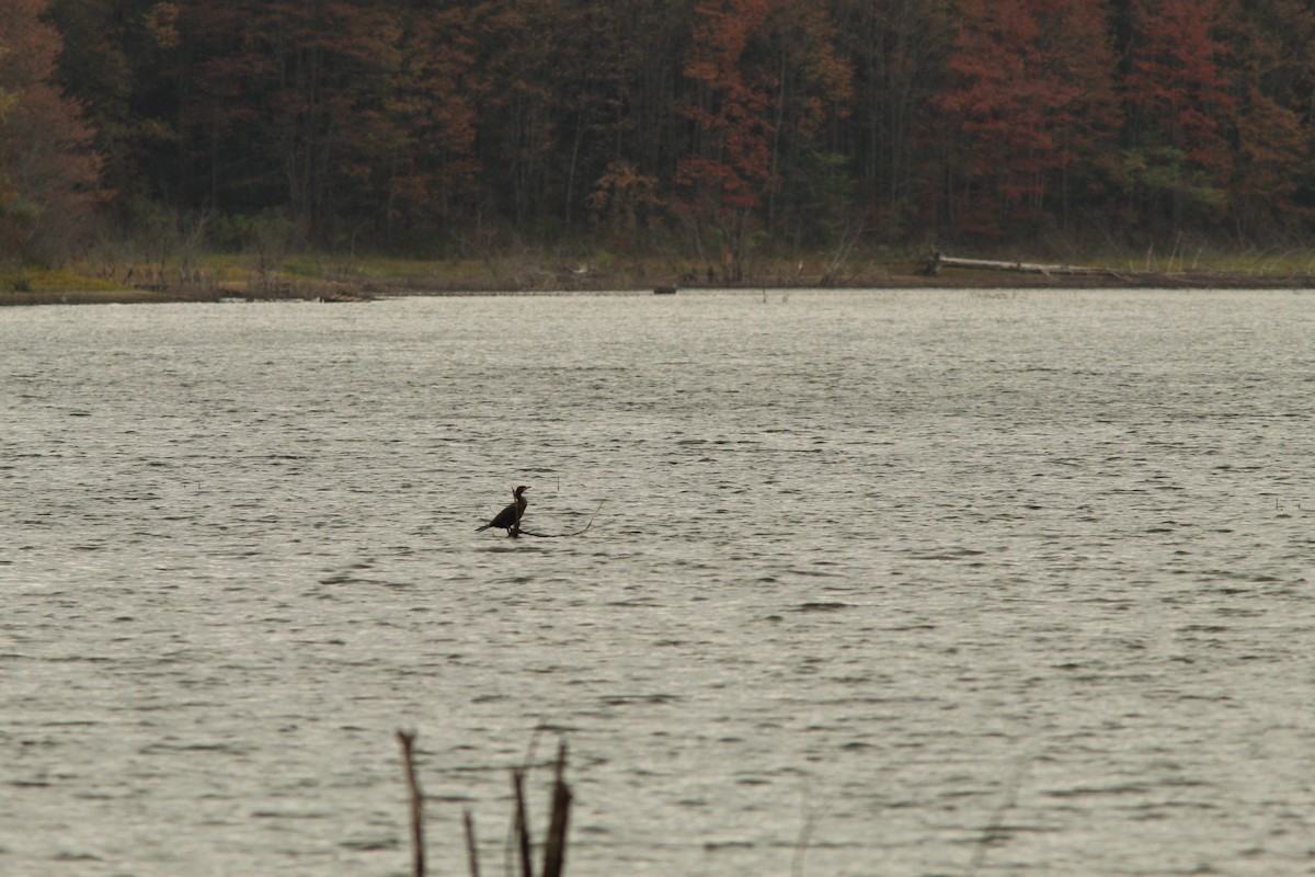 Double-crested Cormorant - ML642221985