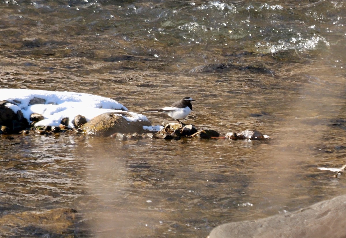 Japanese Wagtail - ML642221988