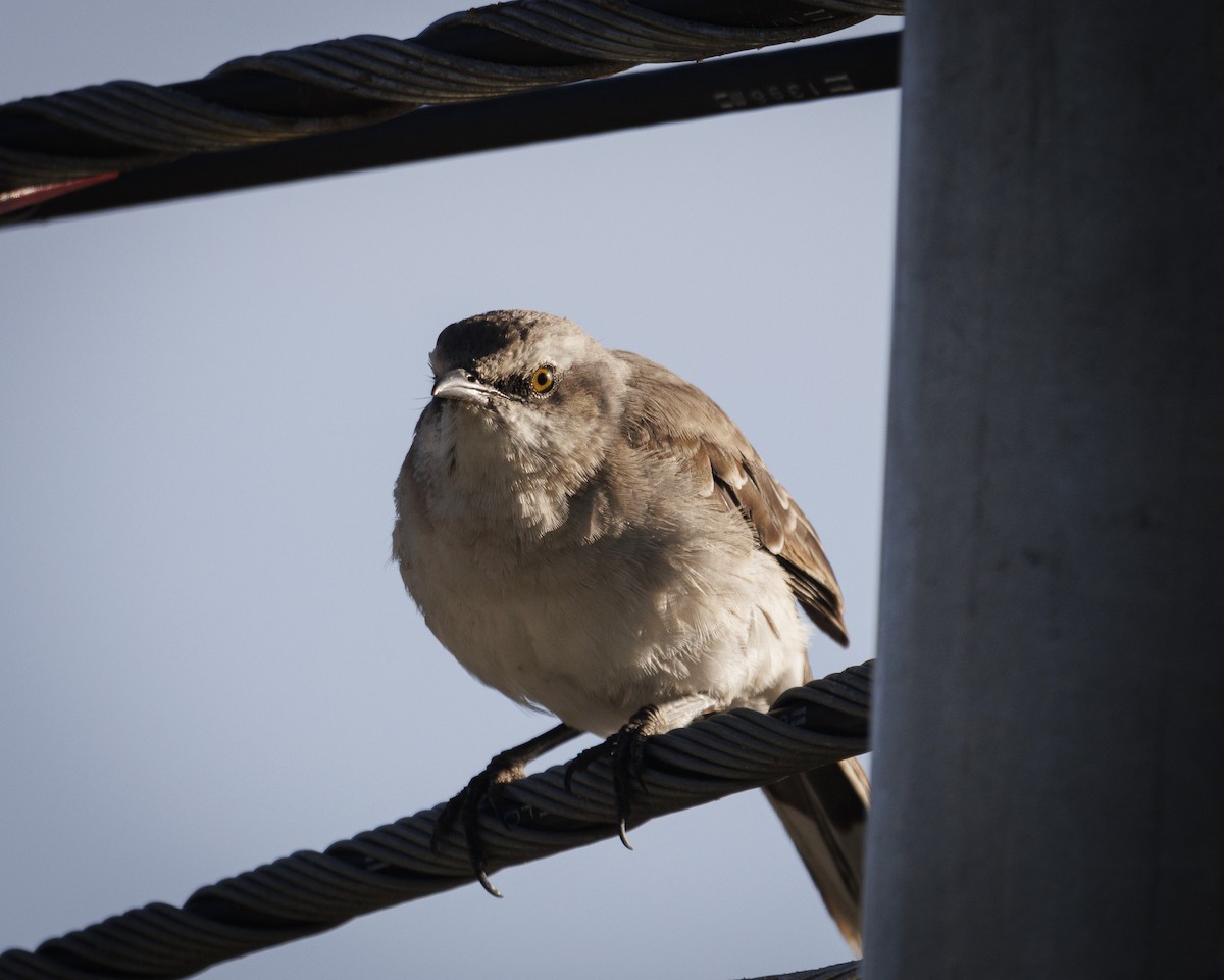 Tropical Mockingbird - Chad Brack