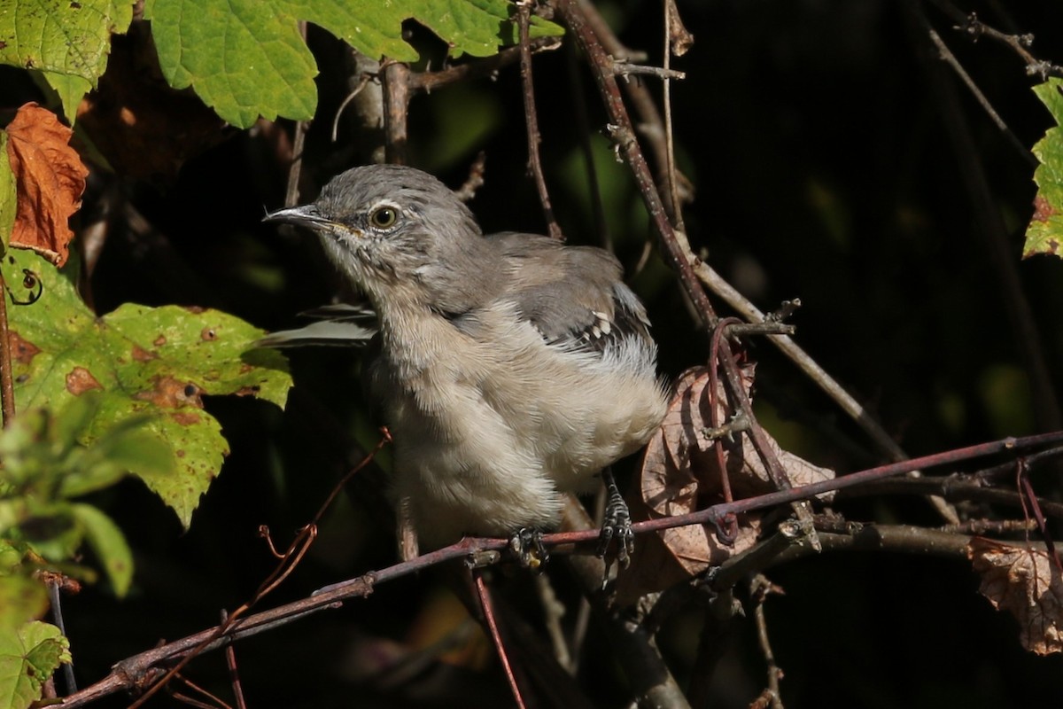 Northern Mockingbird - michael vedder