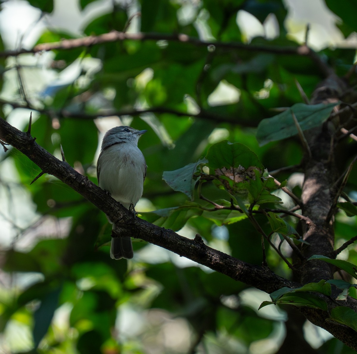 Ashy Flycatcher - ML642222053