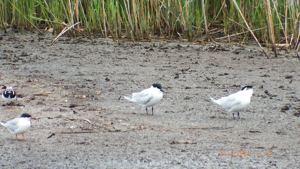 Gull-billed Tern - ML642222078