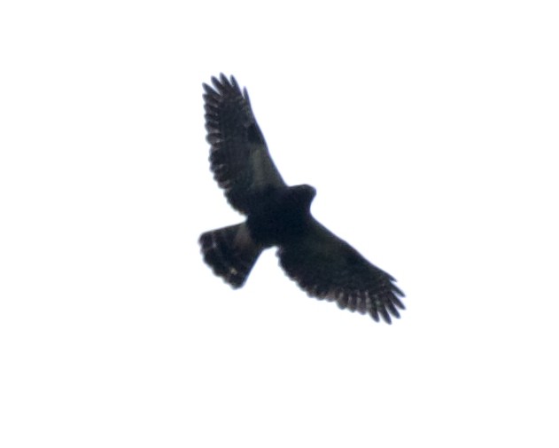White-rumped Hawk - ML642222083
