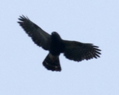 White-rumped Hawk - ML642222084