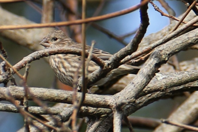 House Finch - ML642222096