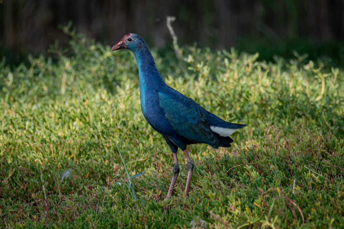 Gray-headed Swamphen - ML642222097