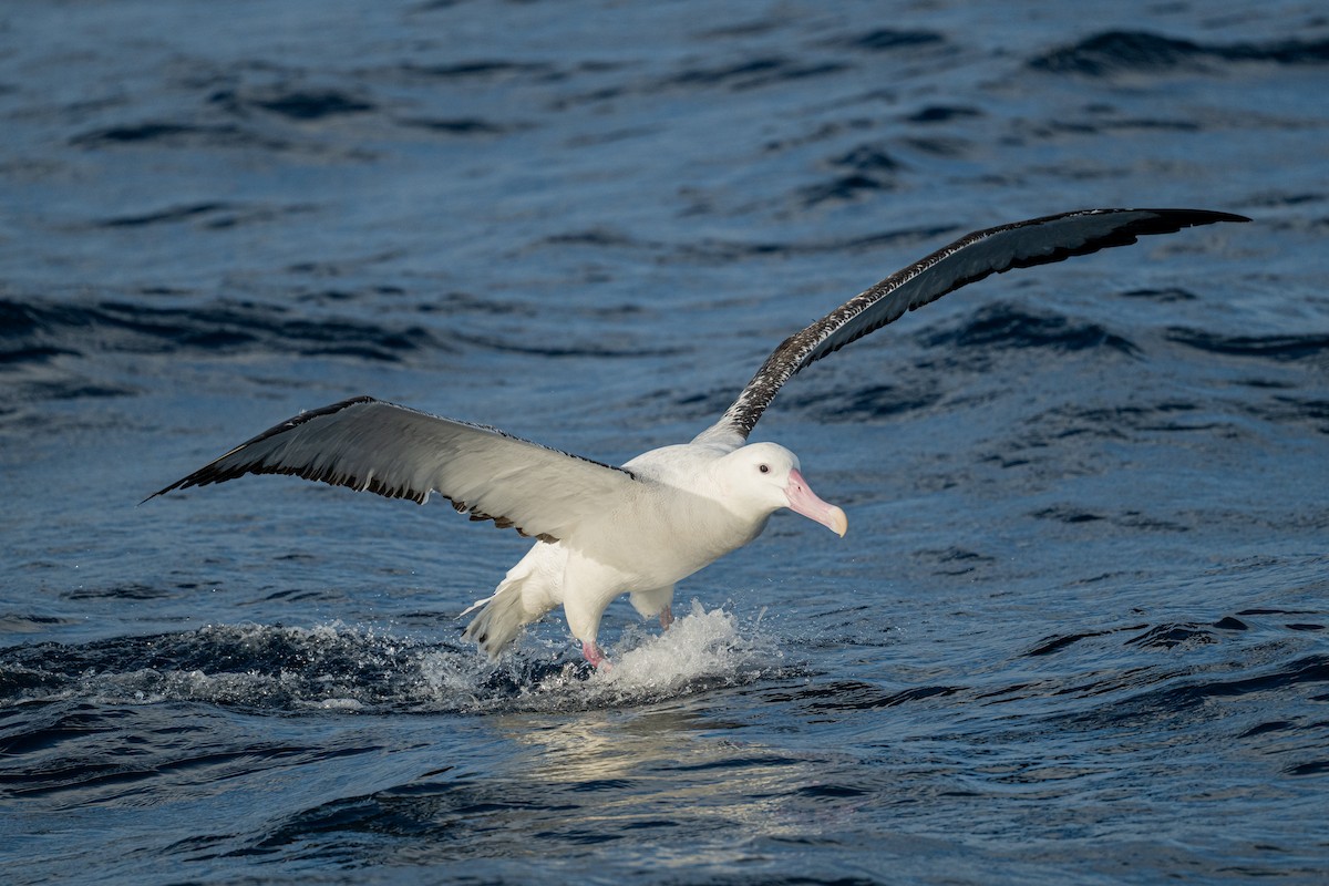 Snowy Albatross - ML642222155