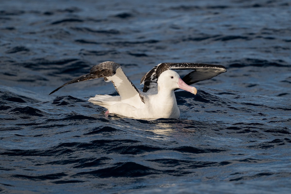 Snowy Albatross - ML642222162