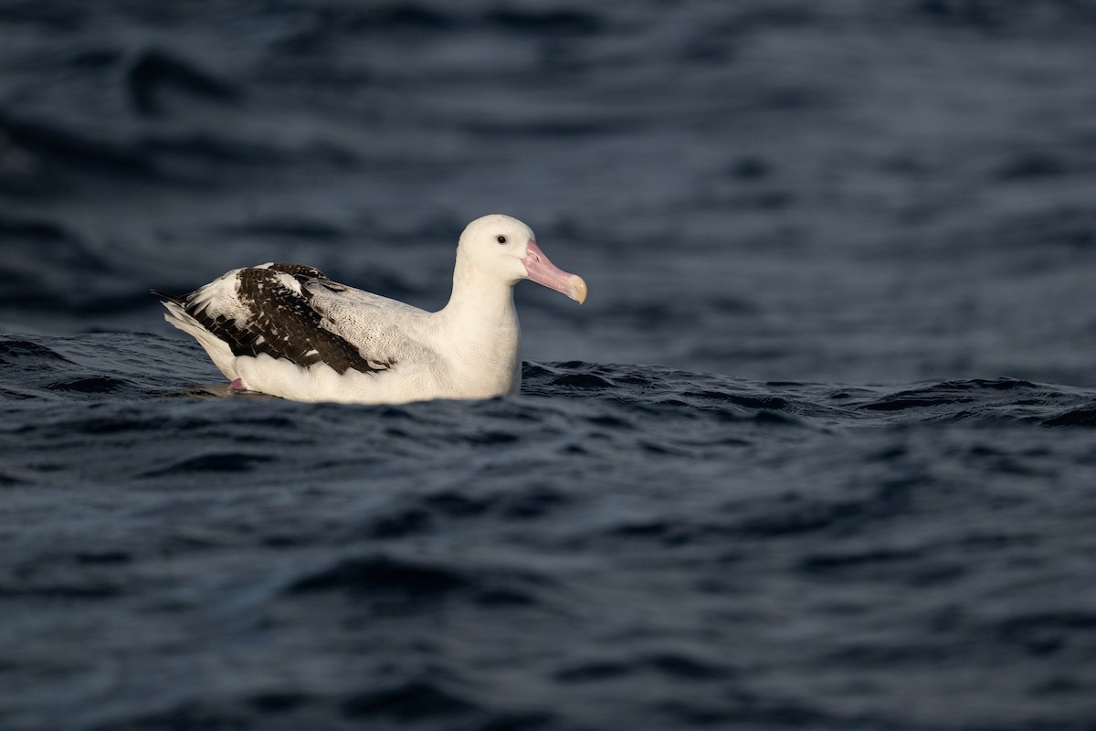 Snowy Albatross - ML642222164