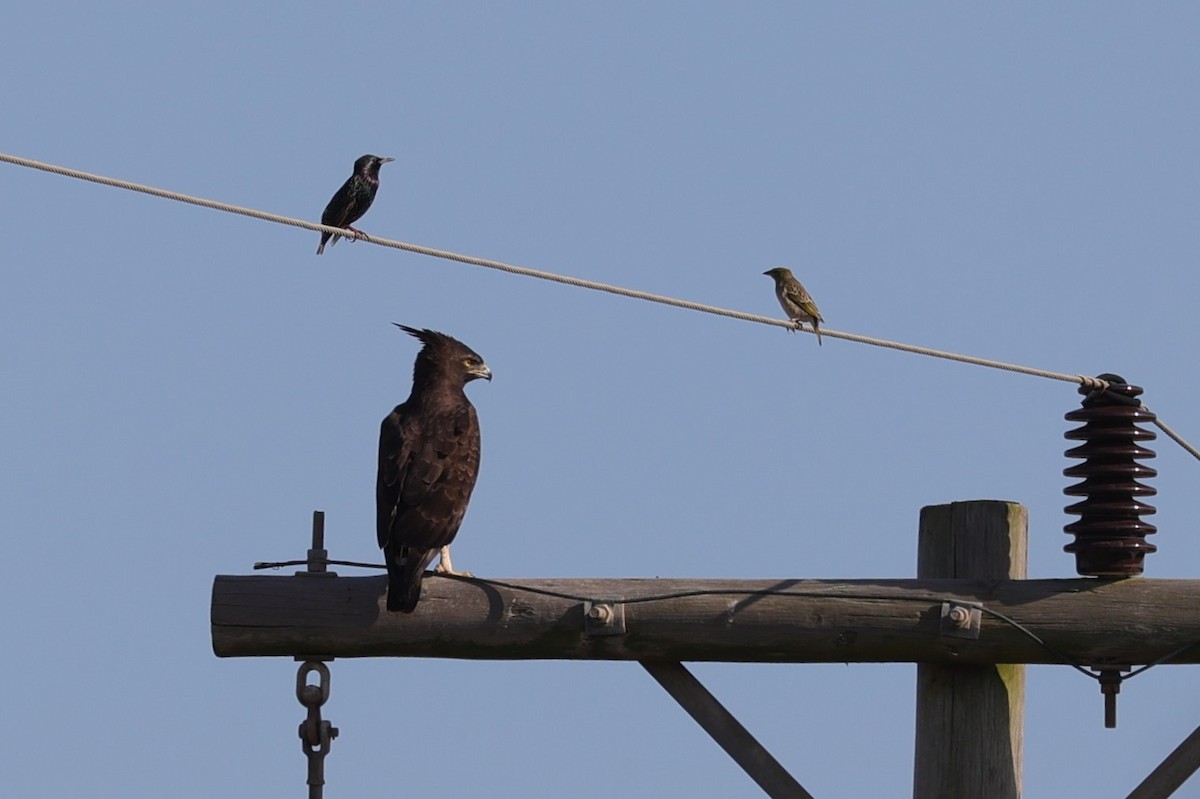 Long-crested Eagle - ML642222171