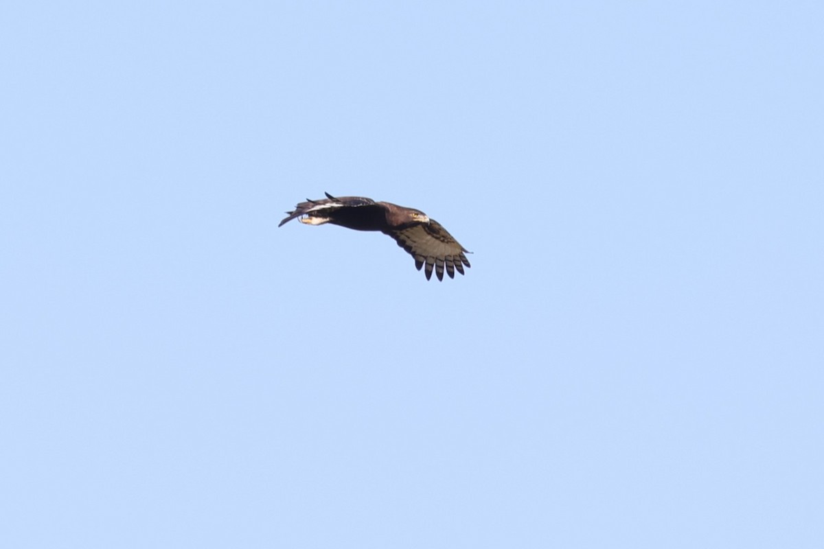 Long-crested Eagle - ML642222172