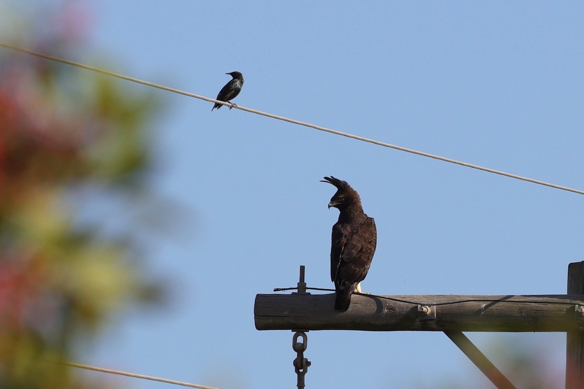 Long-crested Eagle - ML642222173