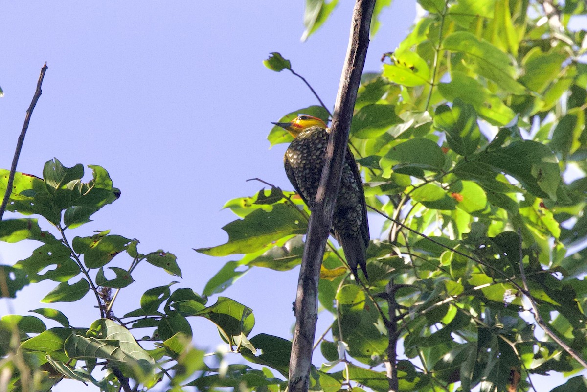 Yellow-throated Woodpecker - ML642222175