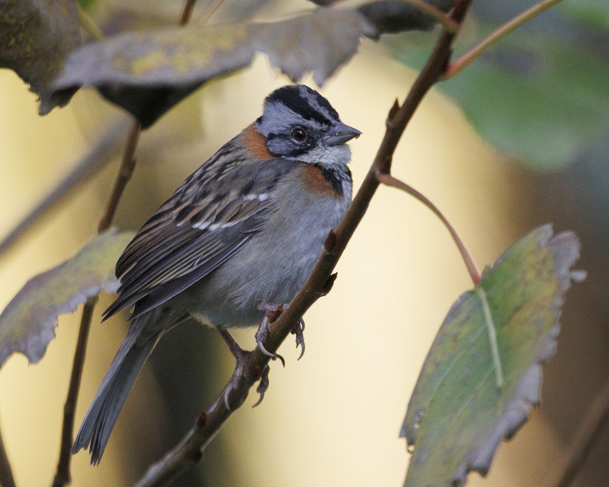 Rufous-collared Sparrow - Chad Brack